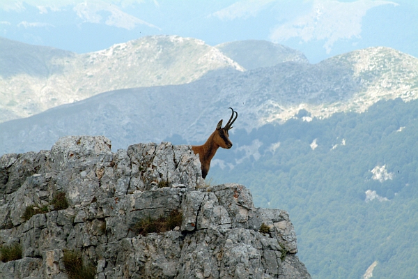 Camoscio d''Abruzzo Rupicapra pyrenaica ornata